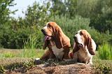 BASSET HOUND 207